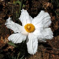 Botanical Garden - 01