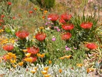 Botanical Garden - 13