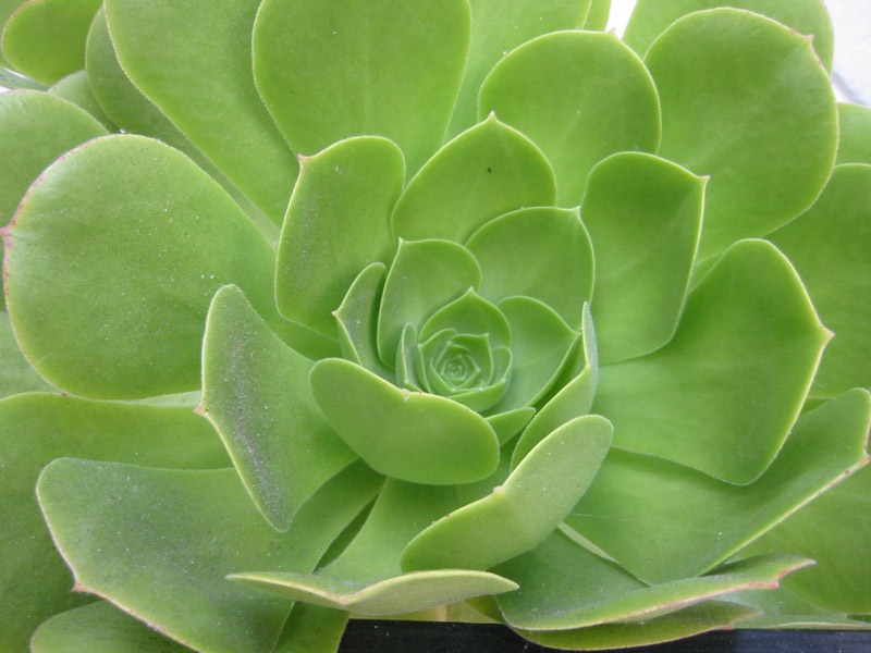Macro-10