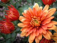 Macro-08